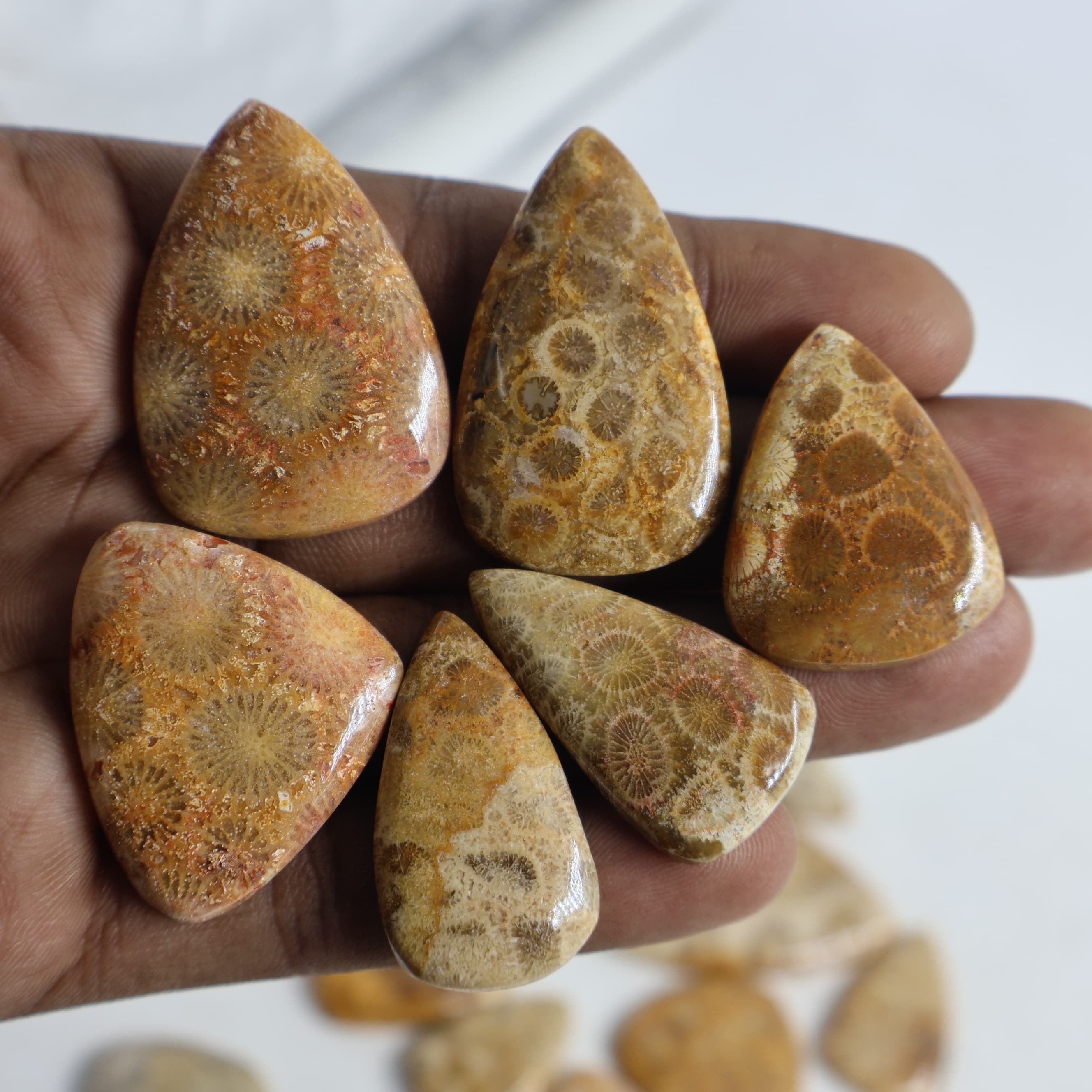 Natural Fossil Coral  Pear -Size Gemstone (Cabochon ) Fossil Coral 