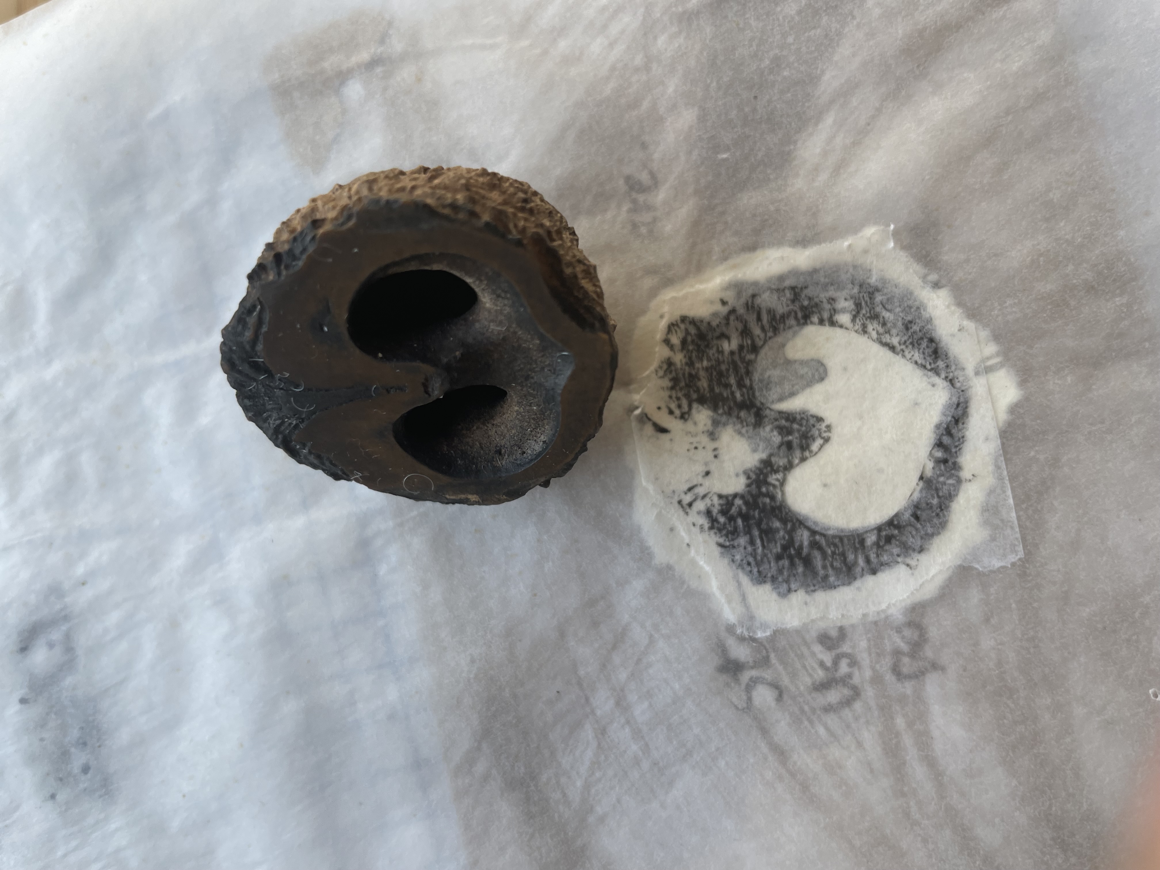 Black Walnut Nature Craft Adventure Field Kit