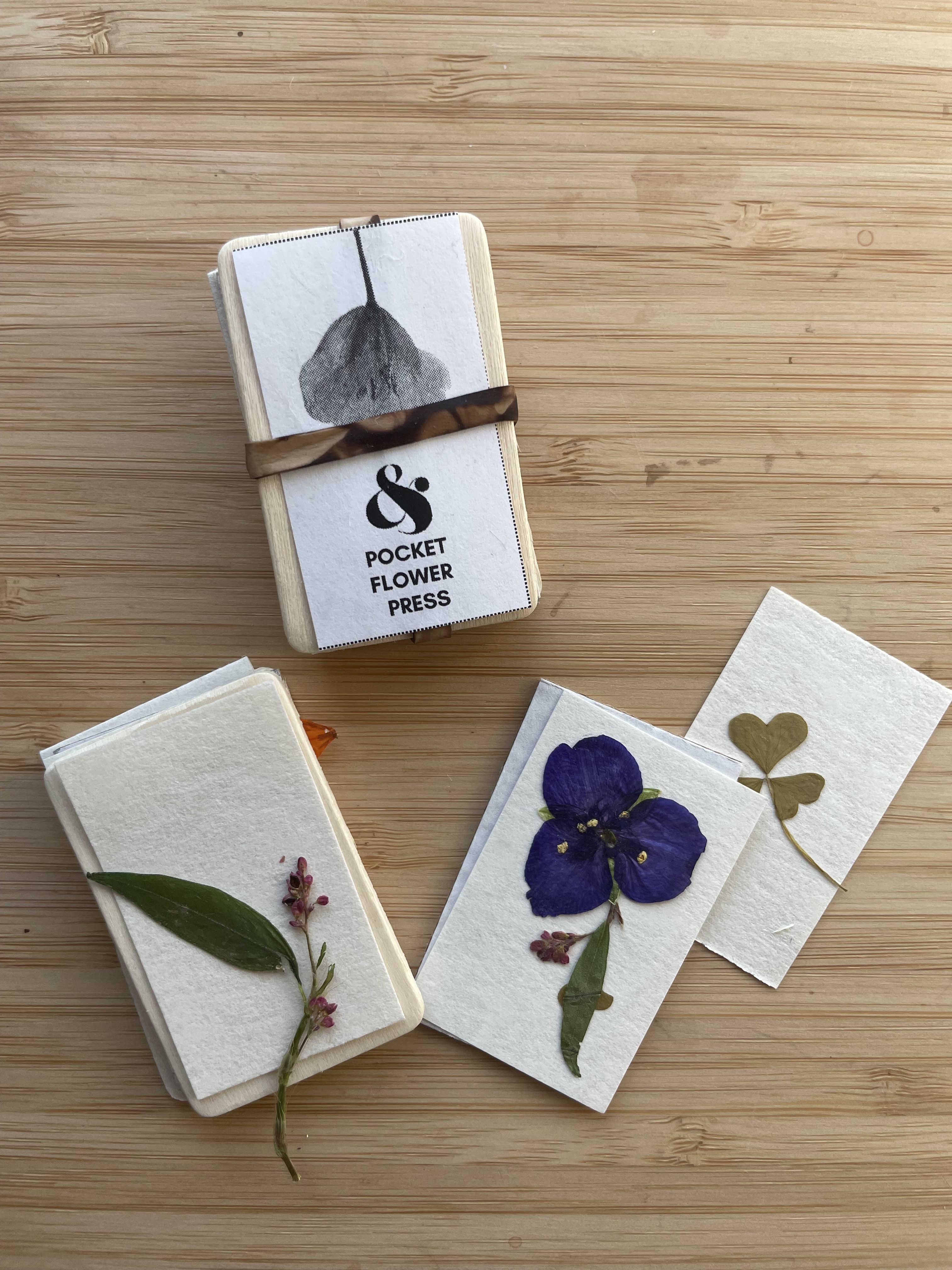 Black Walnut Nature Craft Adventure Field Kit