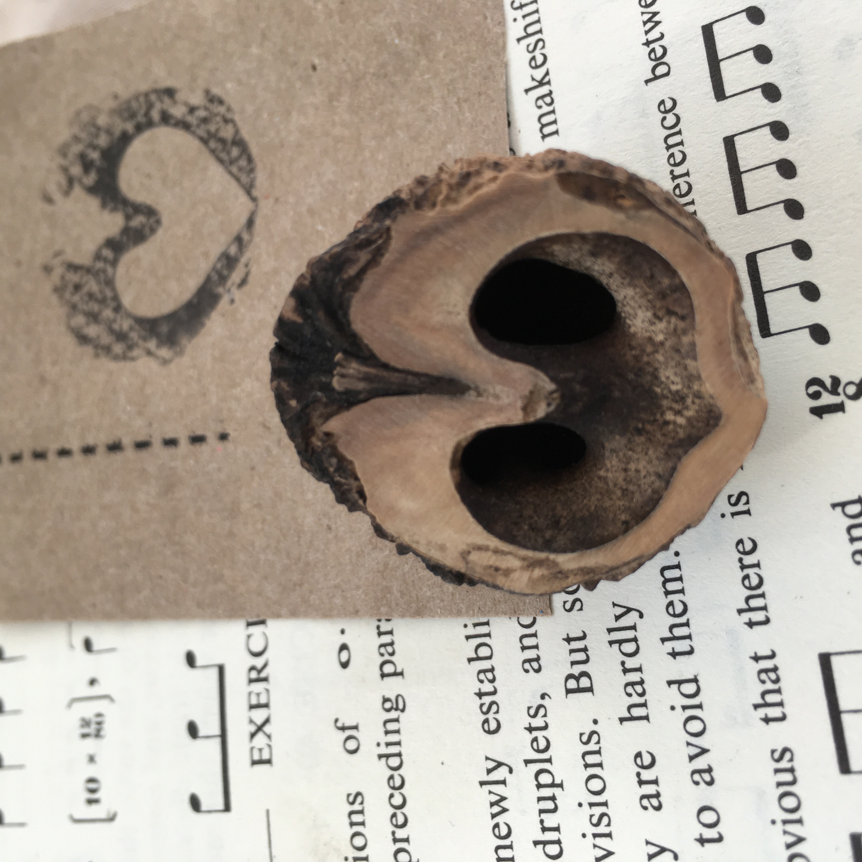 Black Walnut π€ Stamp