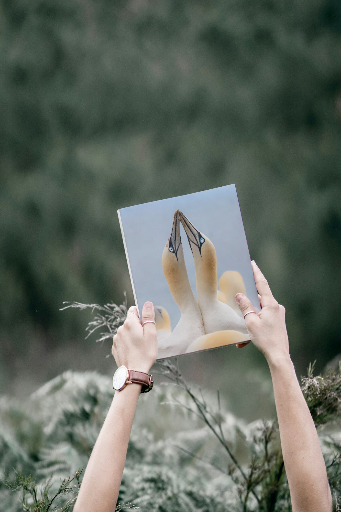 "The Gannets Kiss" journal 