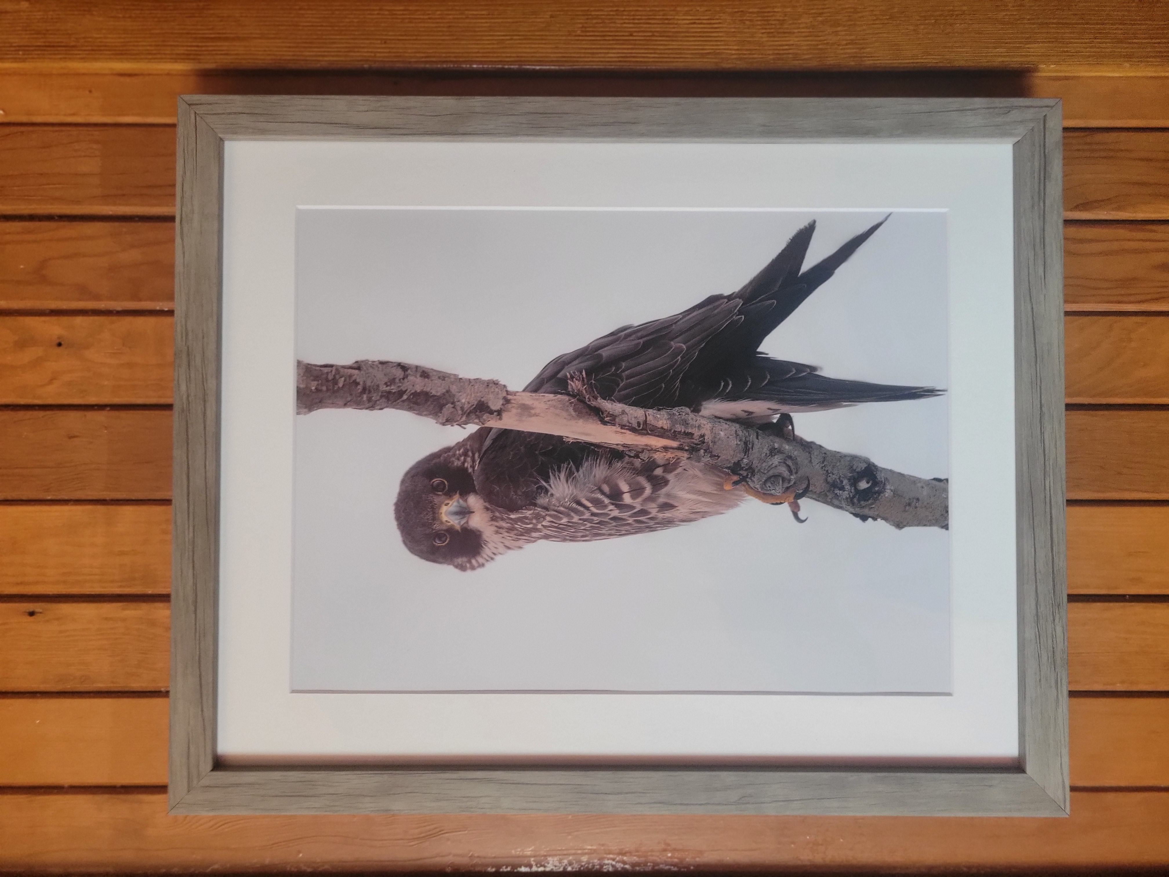 16x20" Peregrine Falcon framed print