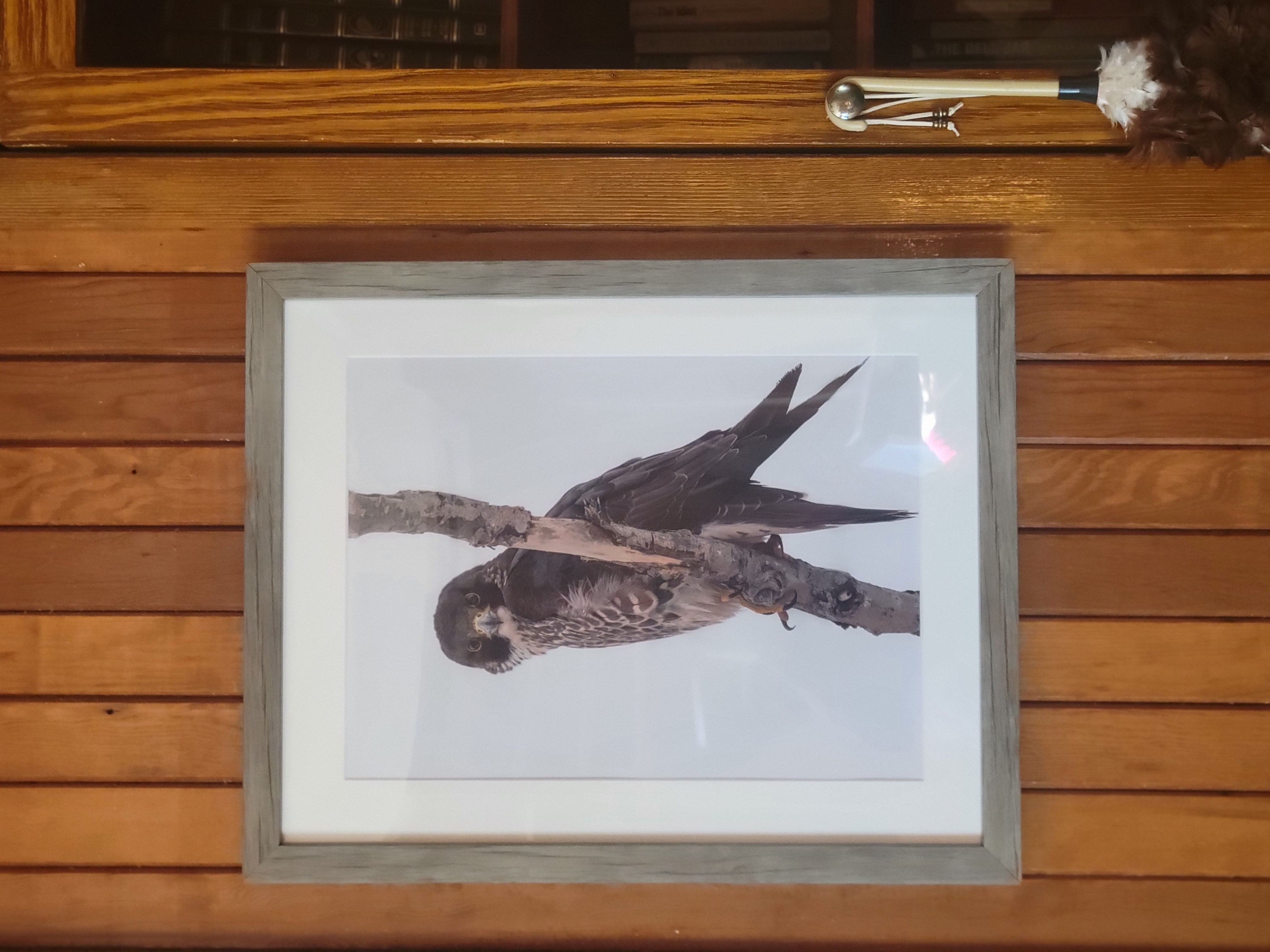 16x20" Peregrine Falcon framed print
