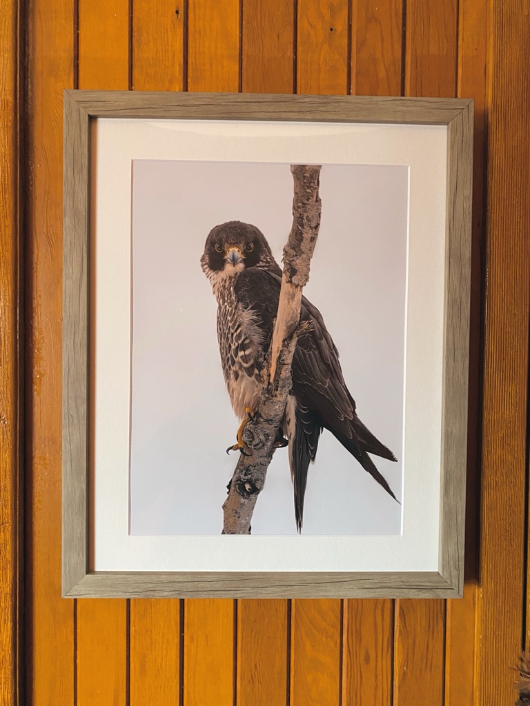 16x20" Peregrine Falcon framed print