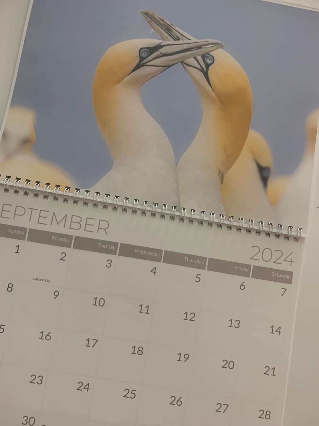 2024 Wildlife Calendar 