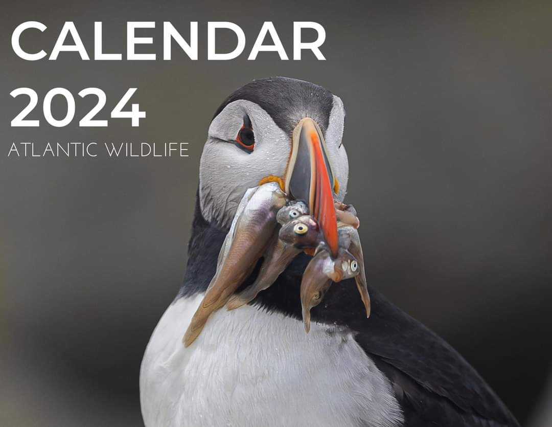 2024 Wildlife Calendar 