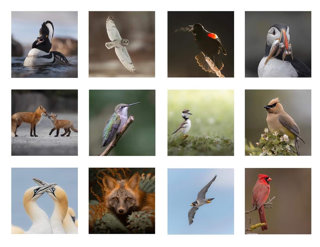 2024 Wildlife Calendar 