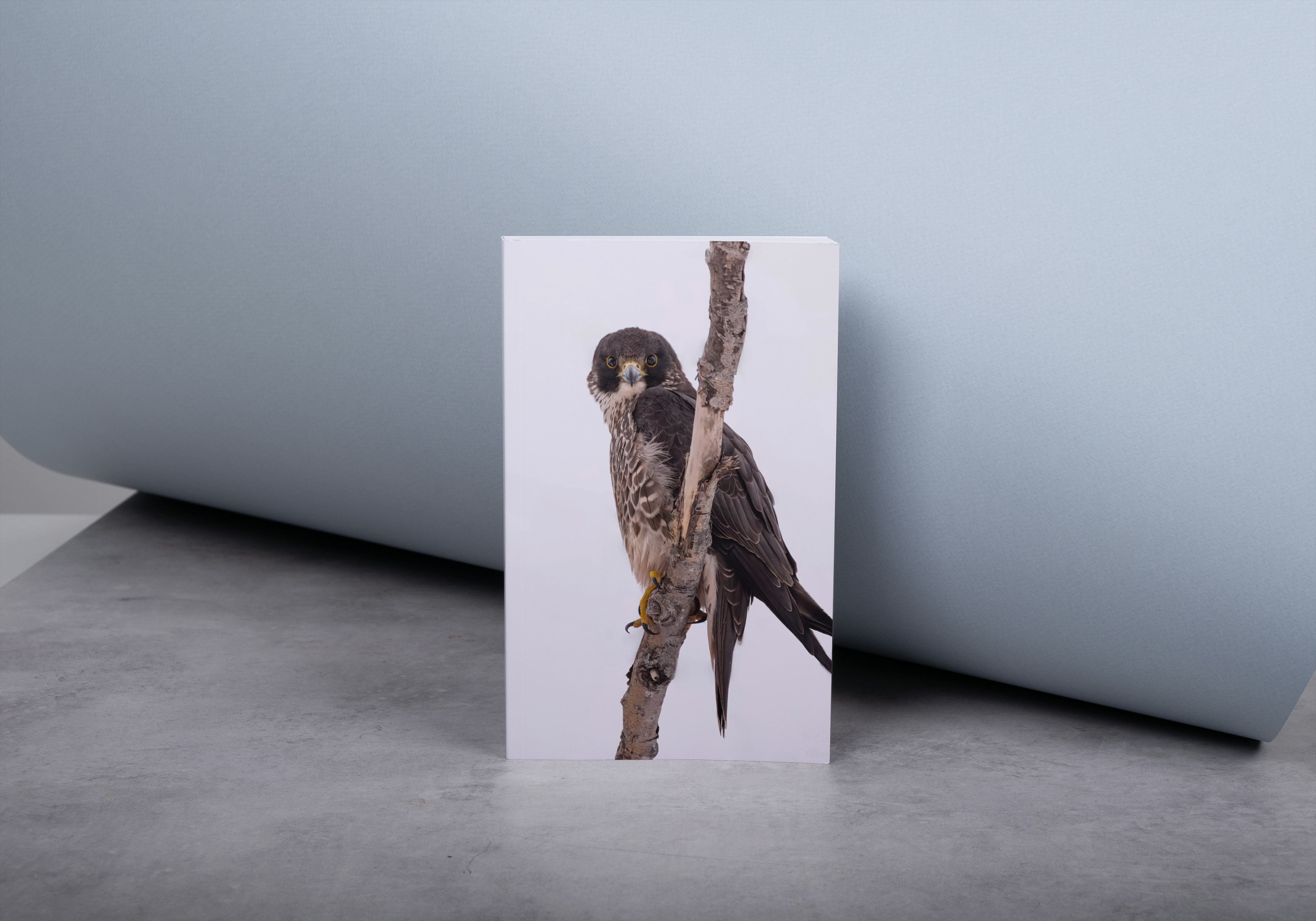 "Peregrine Falcon" blank lined notebook