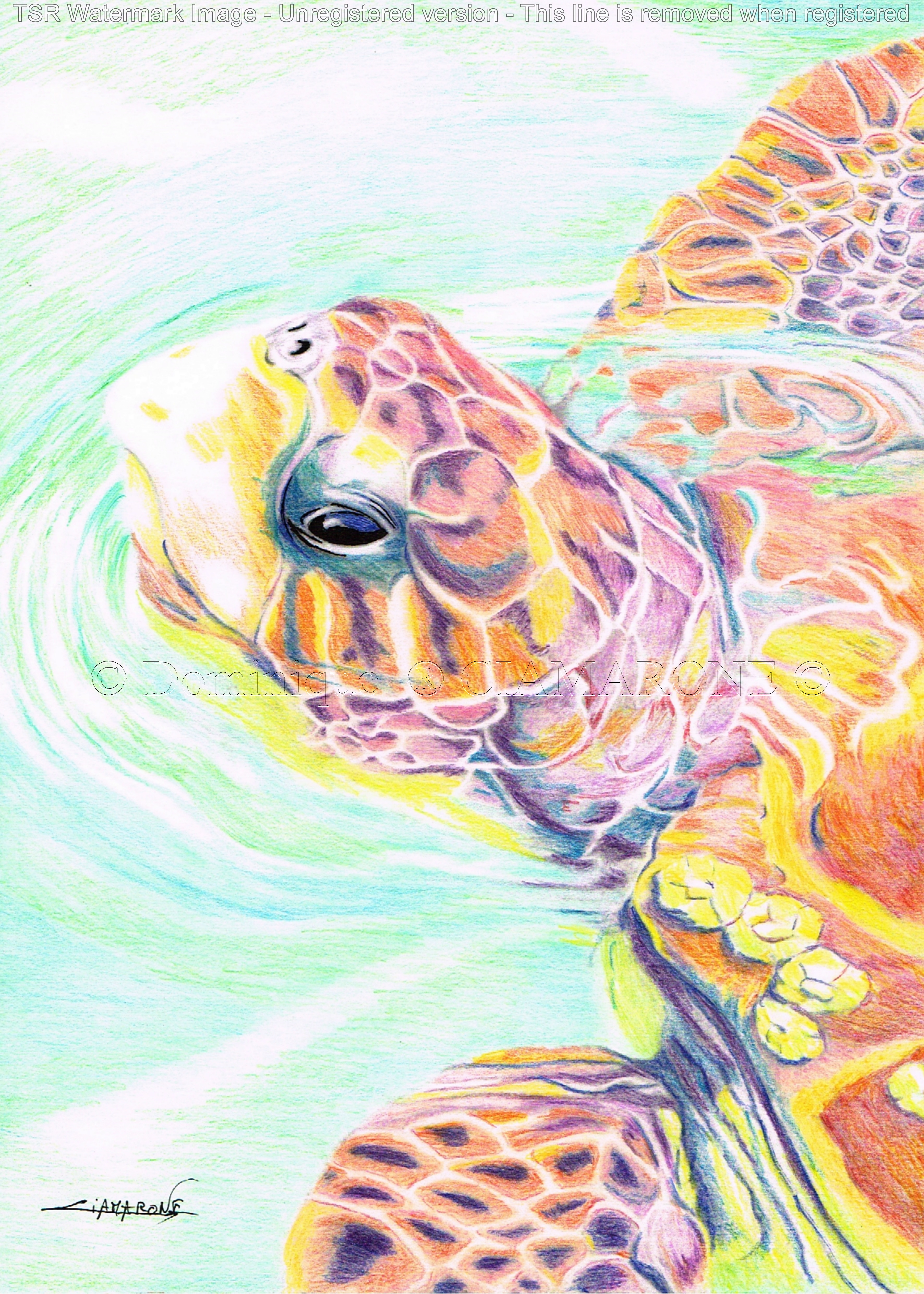 Dessin pop art tortue de mer