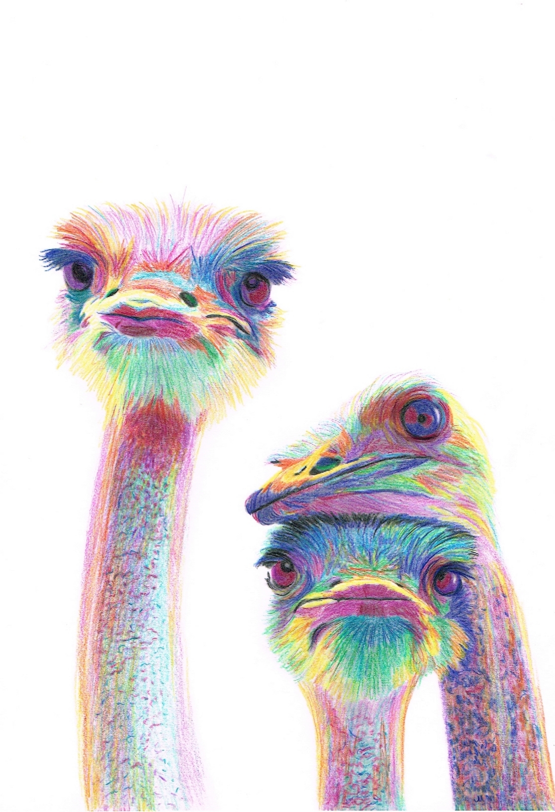 Dessin pop art "trio d'autuches"