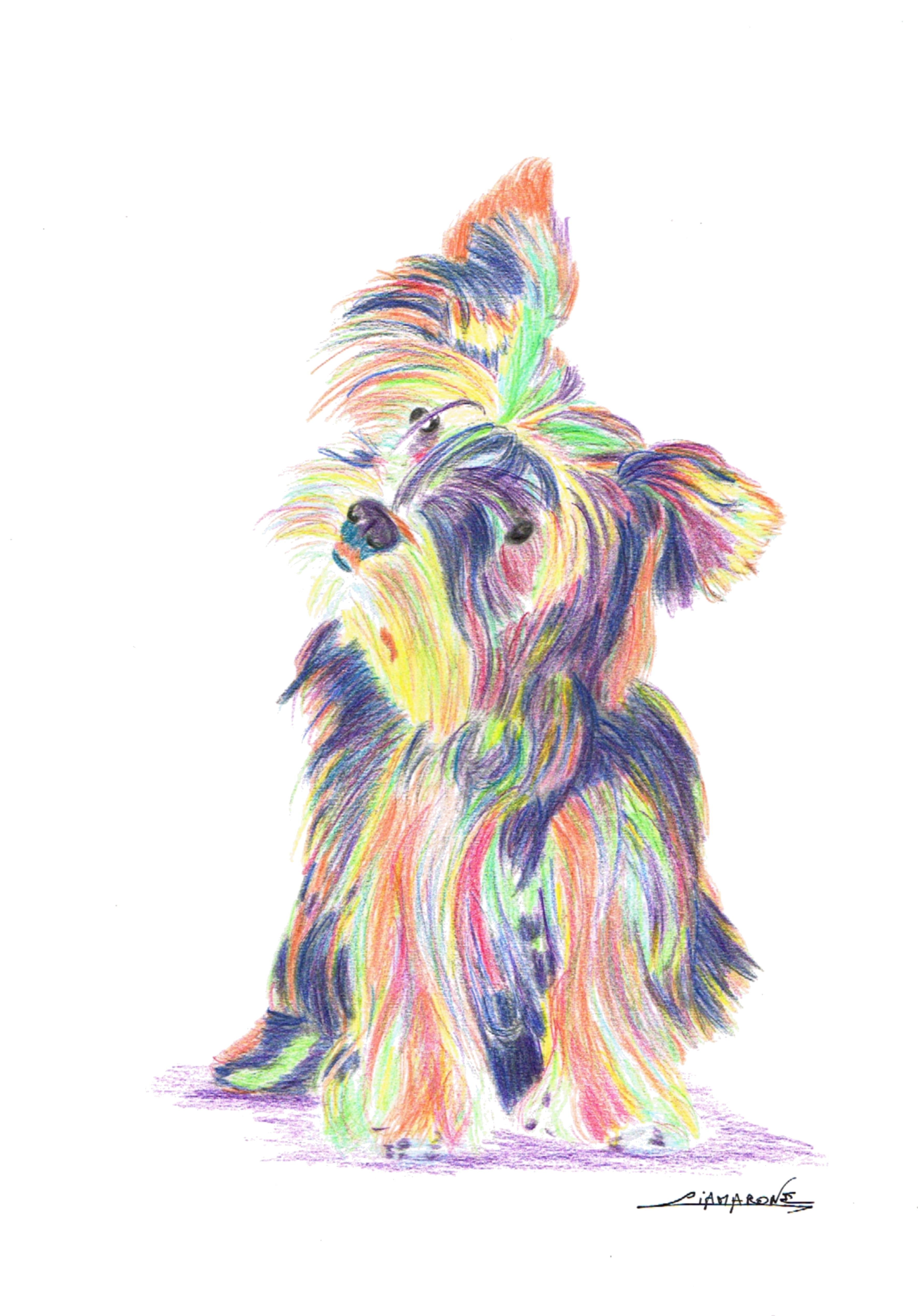 Dessin "York chère" pop art