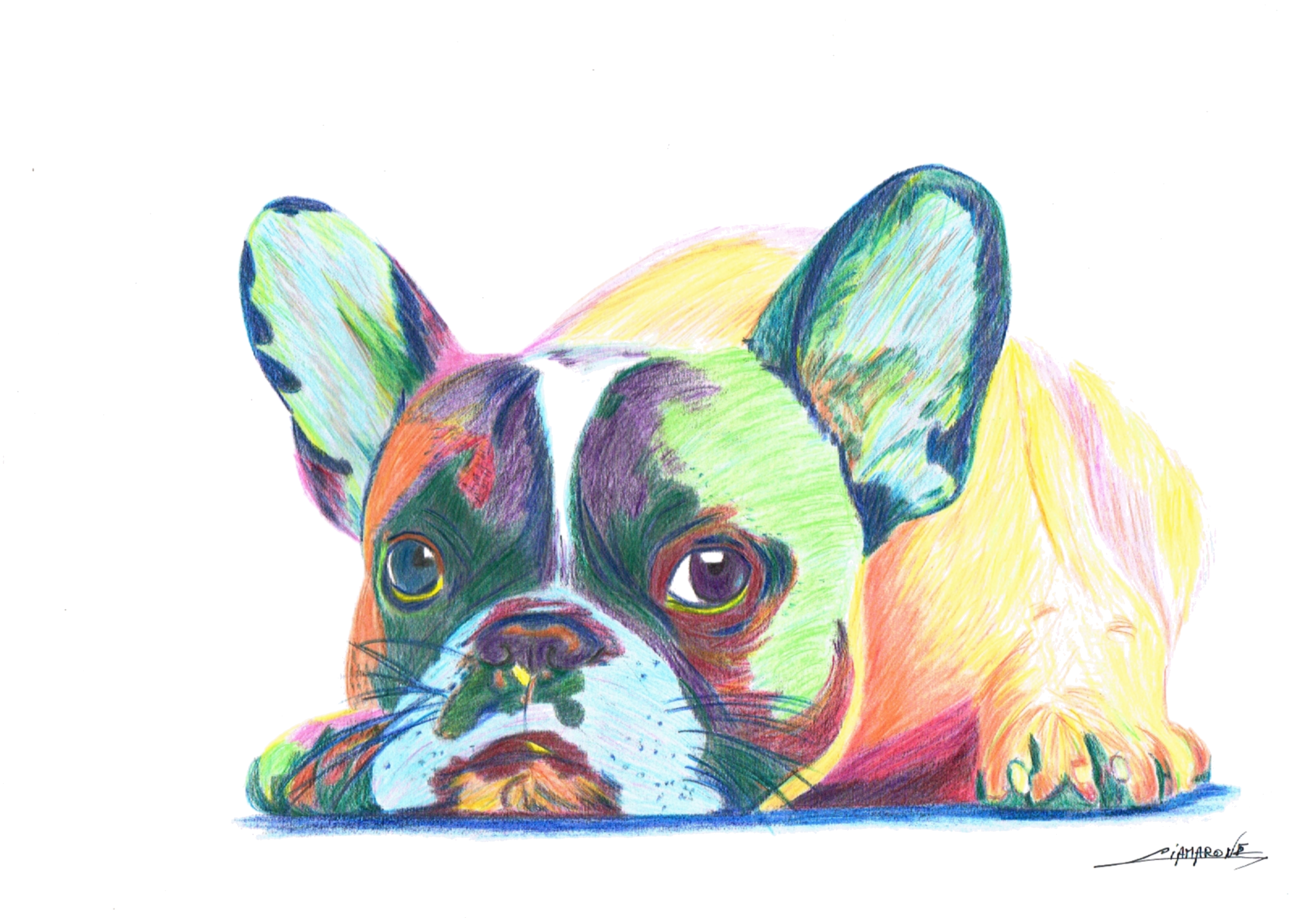 Dessin crayons de couleurs " boulldog français" pop art