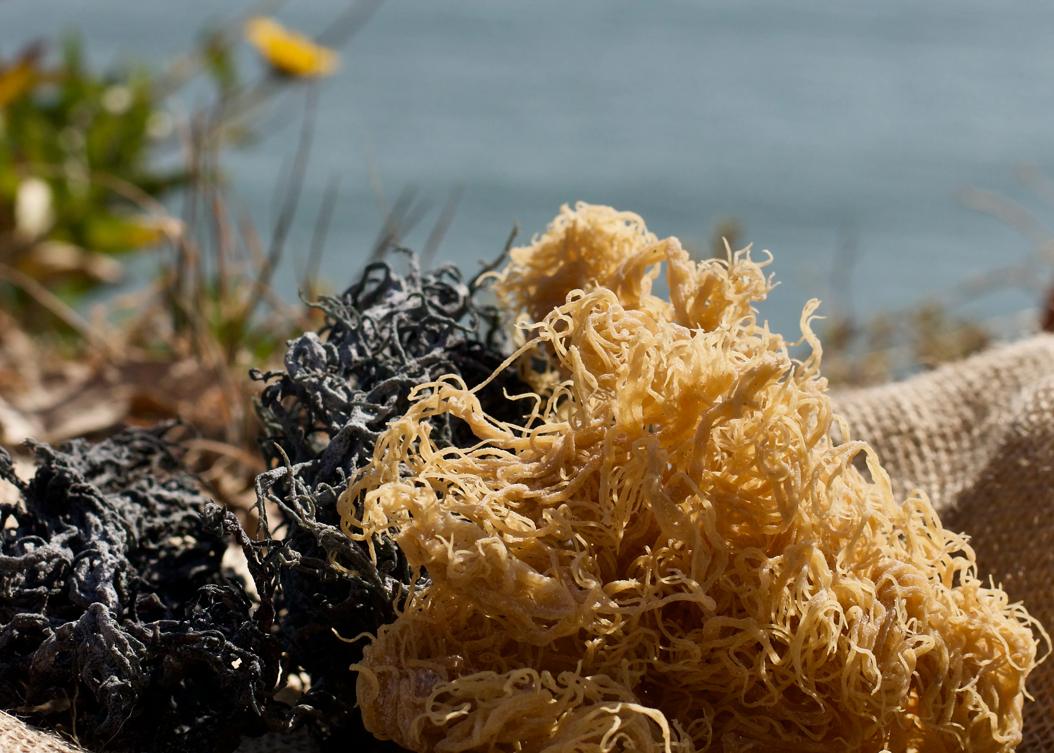 Wild Harvested Sea moss