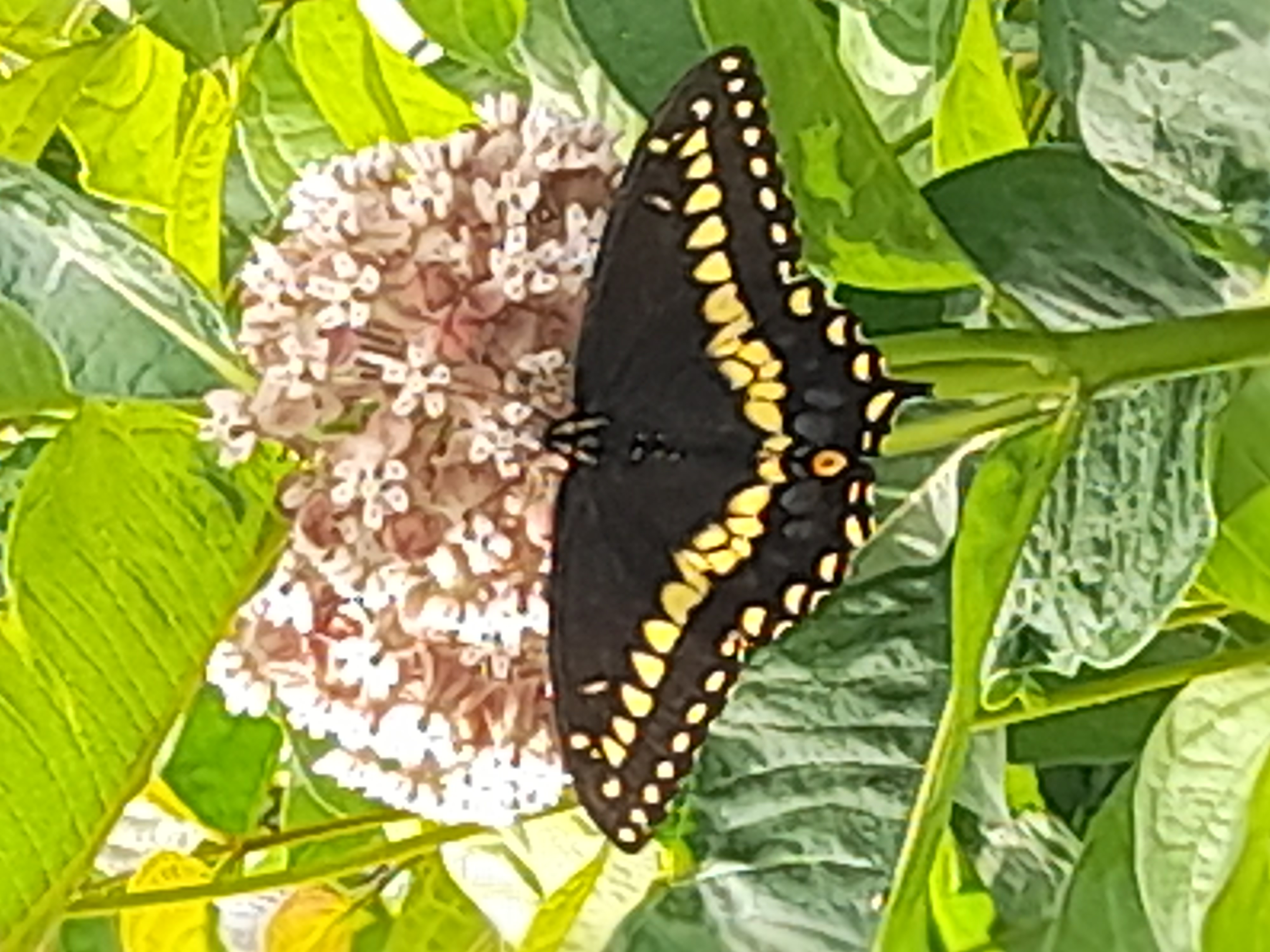 Common Milkweed (Asclepias syriaca) --  Full sun or part shade, tall height, June blooms