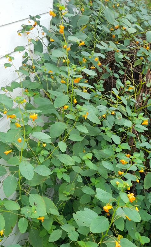 Jewel Weed -- Deep shade, medium height.  Bees love it.  Self spreading annual