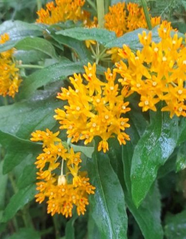 Butterflyweed (Asclepias tuberosa) -- Full sun, low in height, not aggressive
