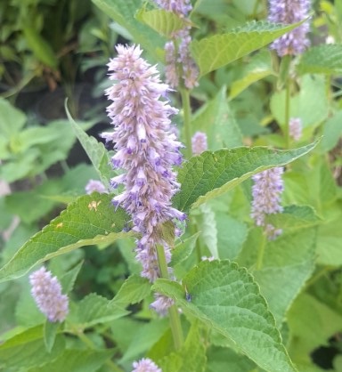 Anise Hyssop (Agastache foeniculum) -- Full sun, medium height, pollinator plant.  2 - 3 year perennial 