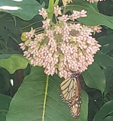 Common Milkweed (Asclepias syriaca) --  Full sun or part shade, tall height, June blooms