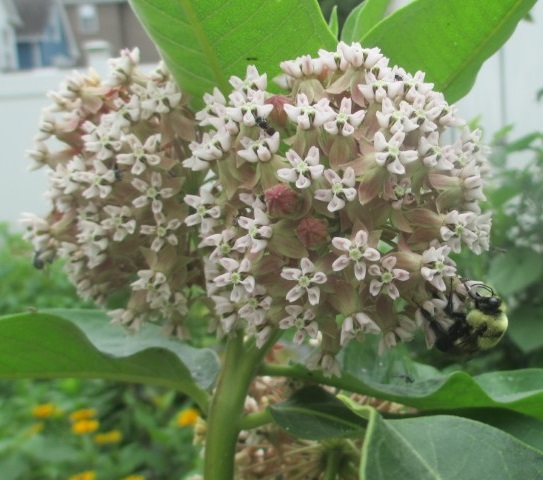 Common Milkweed (Asclepias syriaca) --  Full sun or part shade, tall height, June blooms