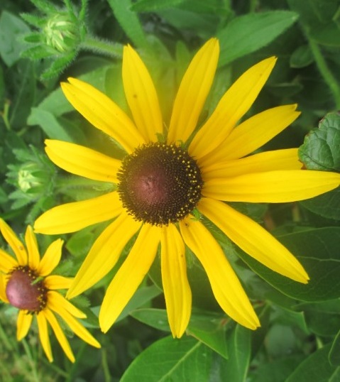 Black-eyed Susan (Rudbeckia hirta) --Drought tolerant, Biennial, Full sun, Medium height, Summer blooms.