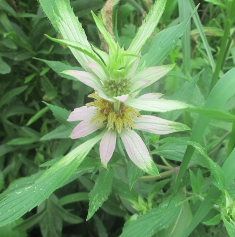 Spotted Beebalm (Monarda Punctata) -- Full sun to part shade, medium height, early Summer blooms
