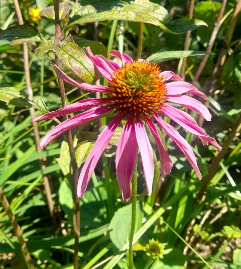 Purple Coneflower (Echinacea purpurea) -- Drought tolerant, Full sun to part shade, tall height, Summer bloomer, long blooming season