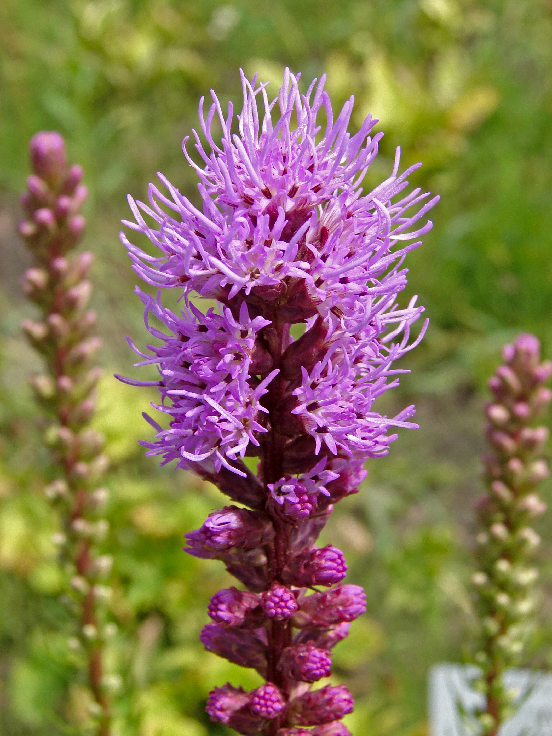 Blazing Star (Liatris pycnostachya) -- Full sun, very tall height, Summer blooms