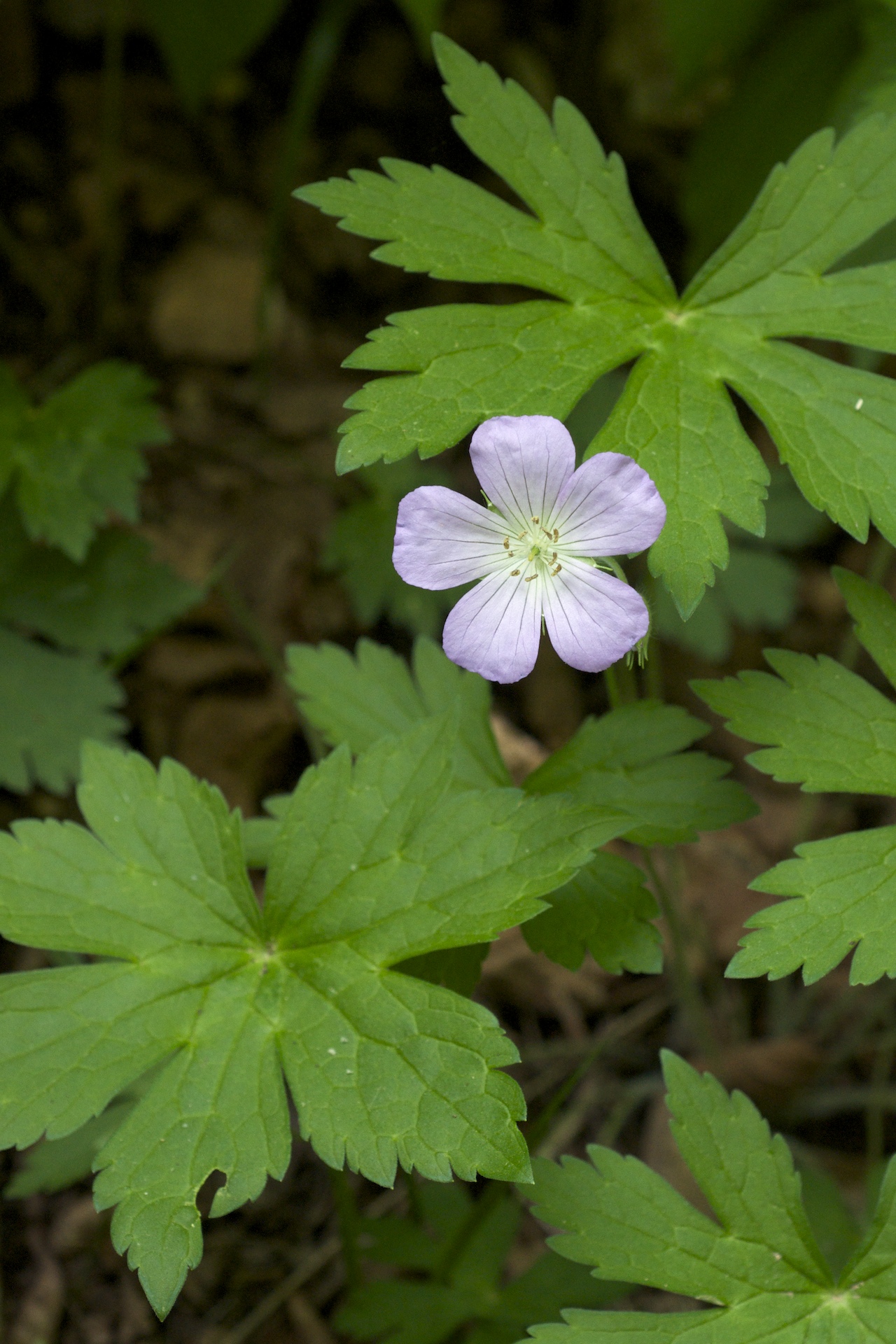 Geranium Maculatum -- Perrenial, low lying, part shade