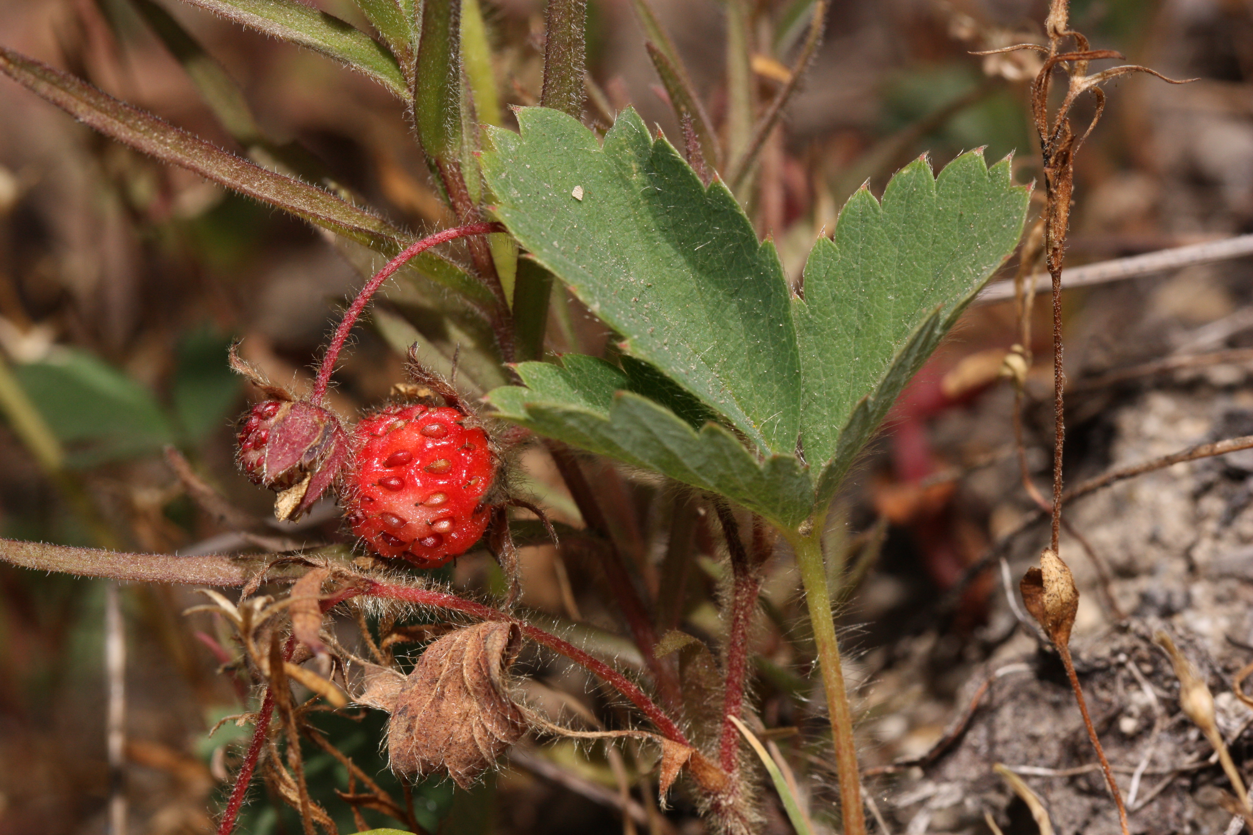 Wild Strawberry (Fragaria virginiana) -- Low lying, Self spreading, Edible fruit