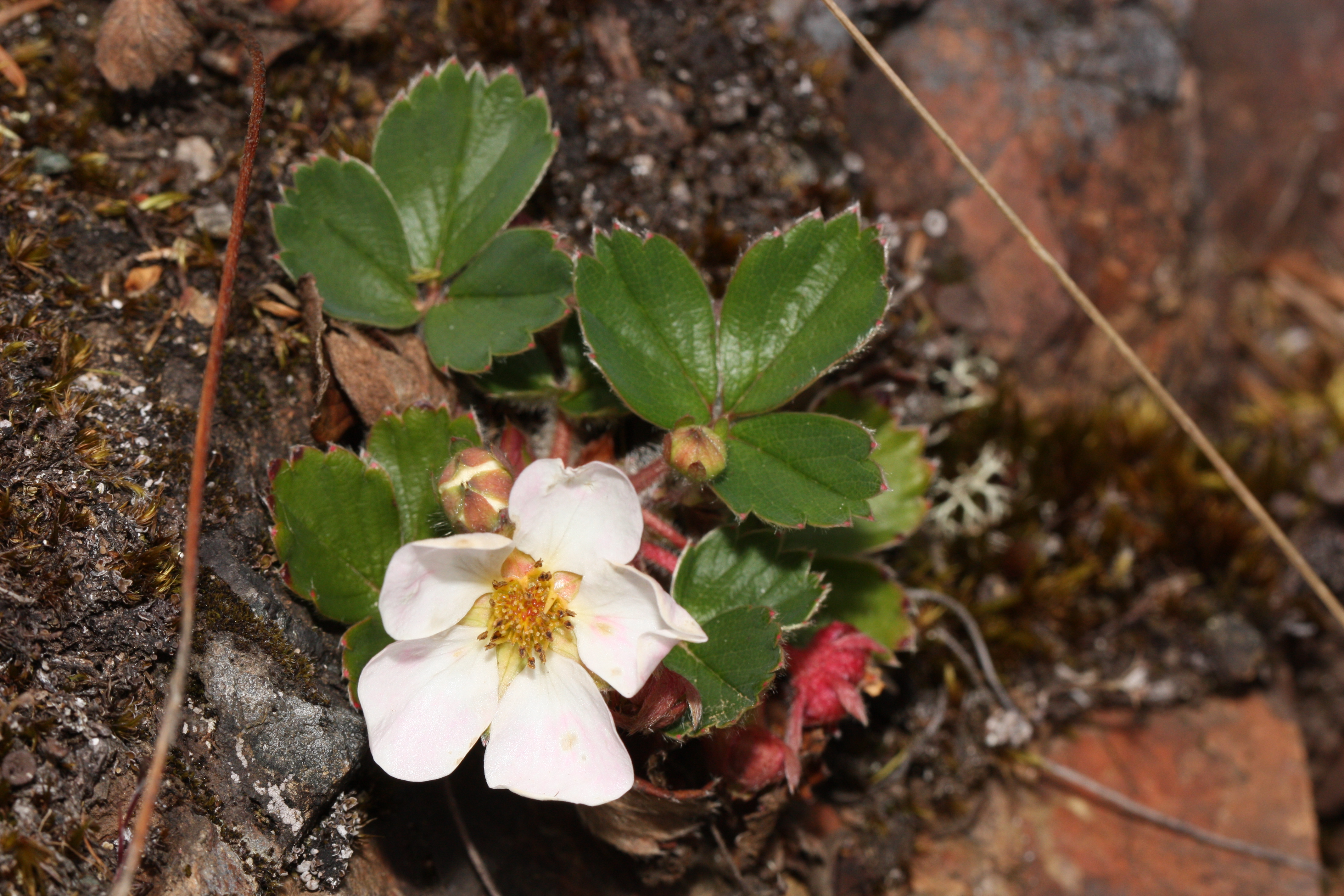 Wild Strawberry (Fragaria virginiana) -- Low lying, Self spreading, Edible fruit
