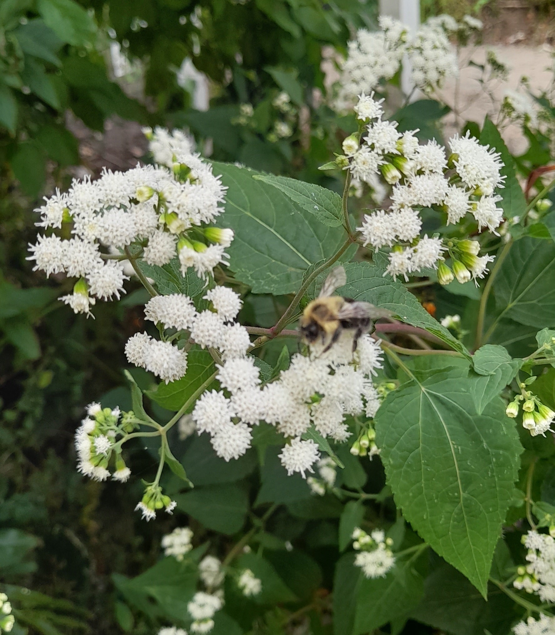 White Snakeroot (Ageratina altissima) Part shade, Self Spreading, Fall Bloomer, Drought tolerant