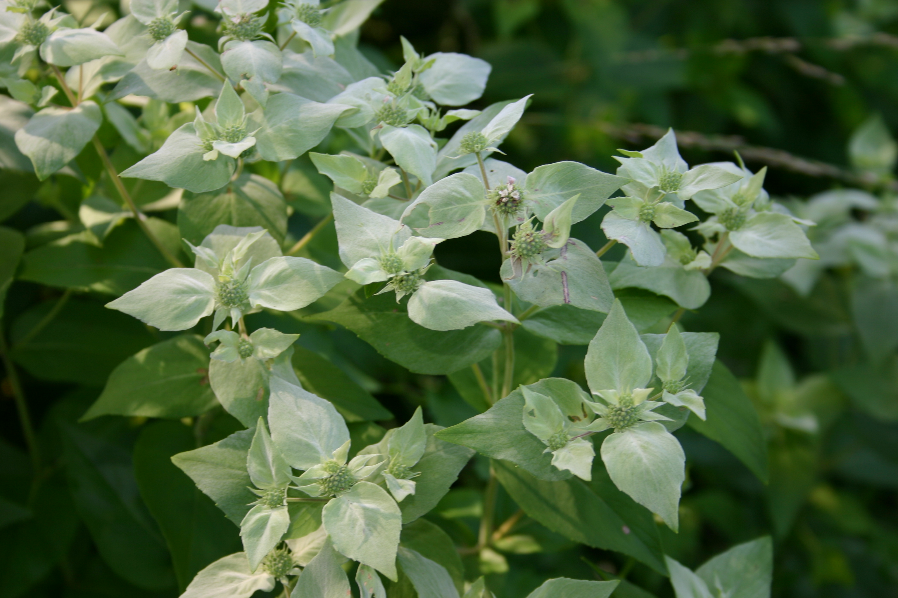 Silverleaf Mountain Mint (Pycnanthemum incanum) -- Drought-tolerant, Pollinator-friendly, Silvery foliage, Fragrant