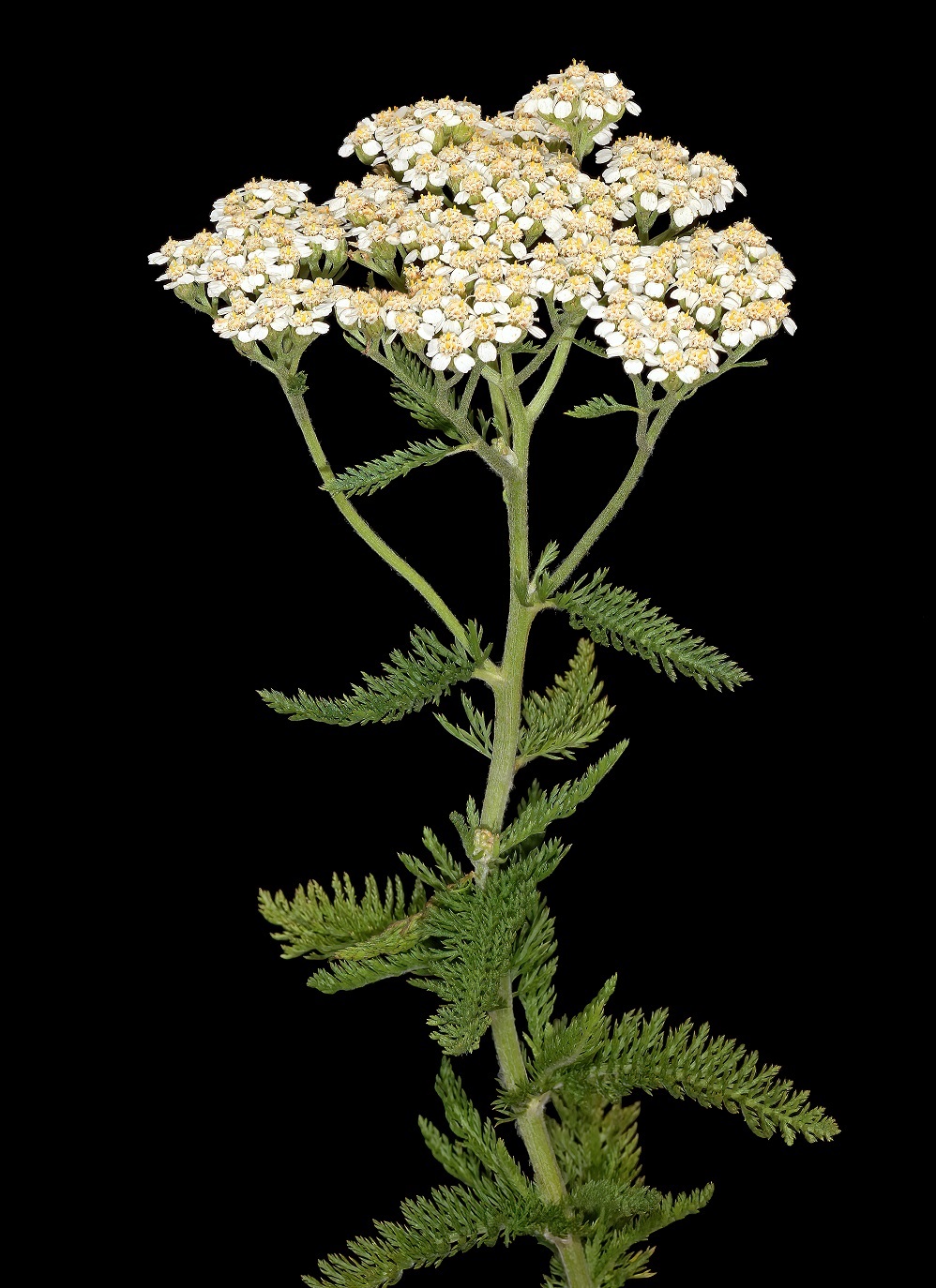 Yarrow (Achillea millefolium)