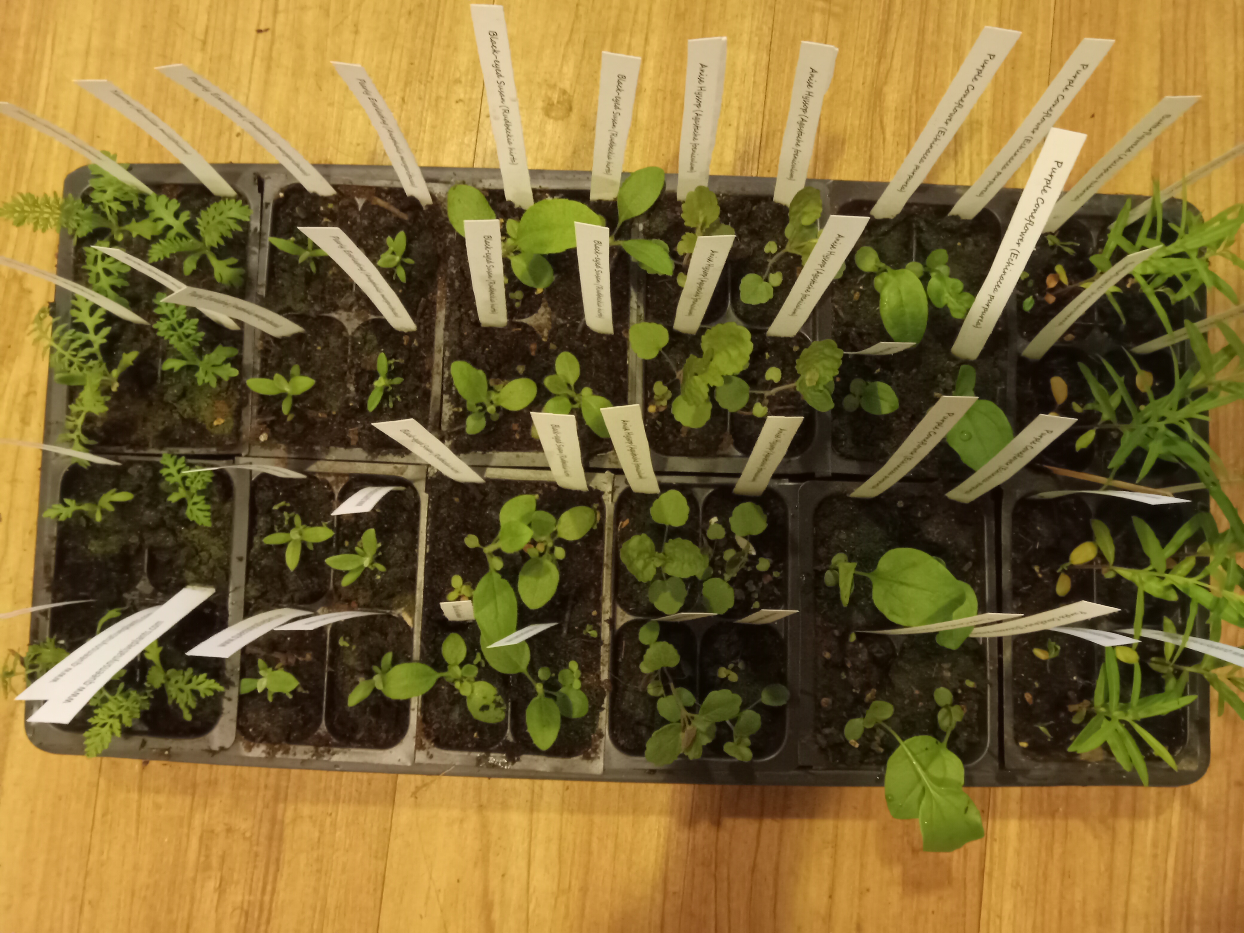 Flat of 48 assorted plants -- tough, favorite natives for individual or group planting projects