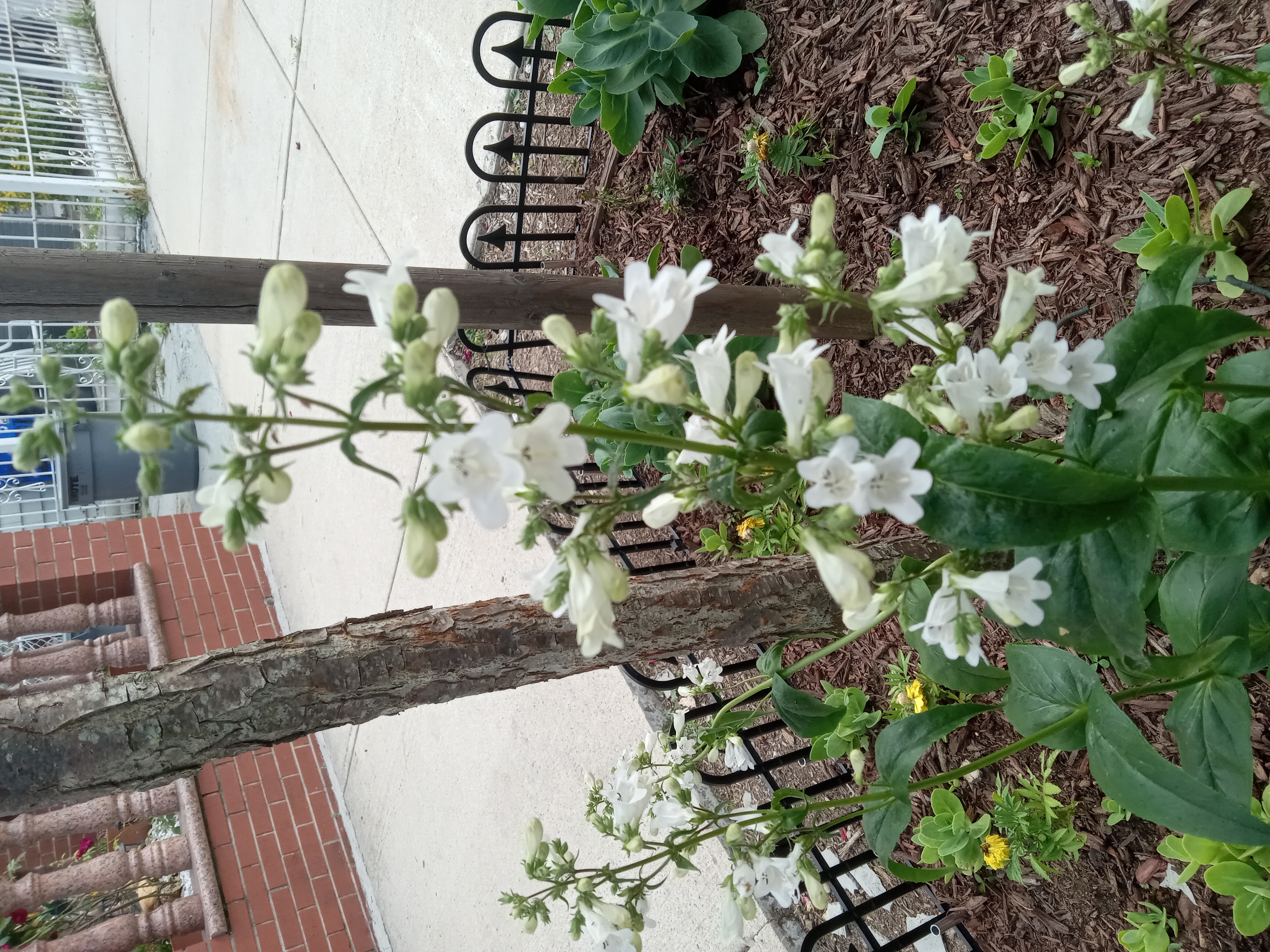 Foxglove beard-tongue (Penstemon digitalis) -- Medium height, Spring blooming, Full to part sun.