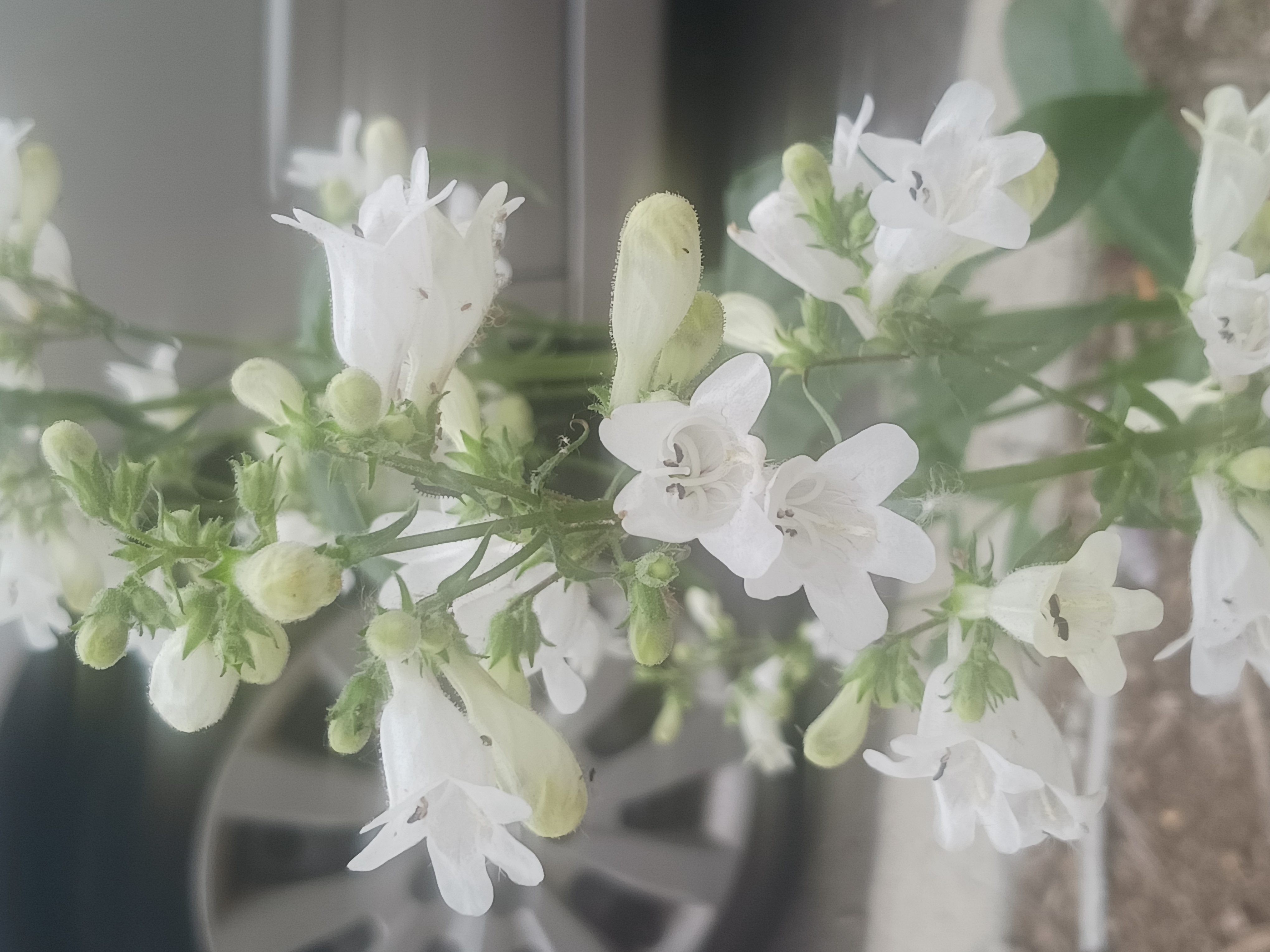 Foxglove beard-tongue (Penstemon digitalis) -- Medium height, Spring blooming,  Full to part sun.
