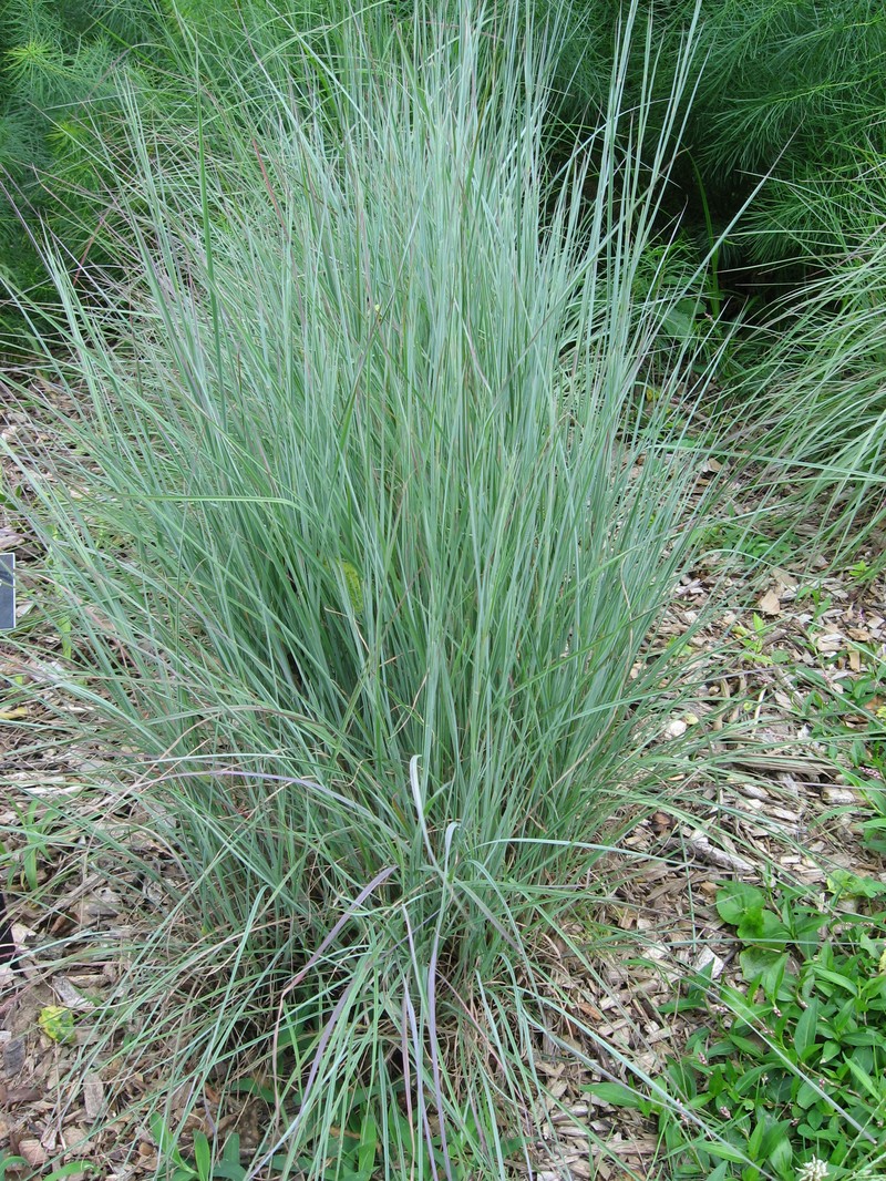 Little Bluestem  -- Full sun, medium height, drought tolerant