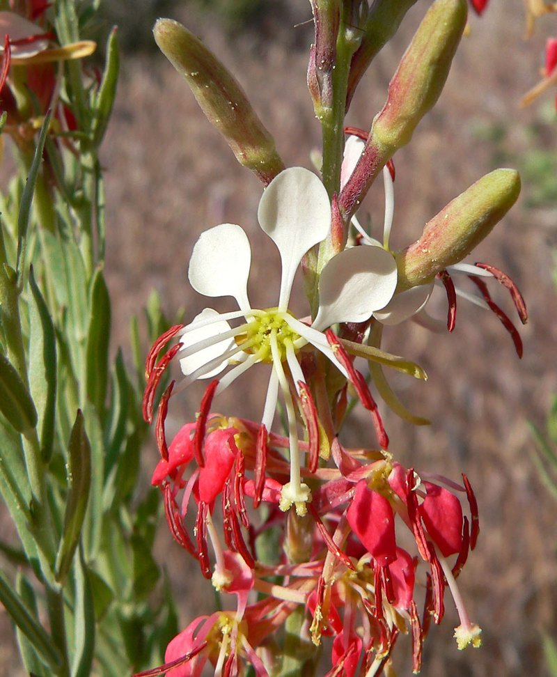 Scarlet Beeblosom (Oenothera suffrutescens)