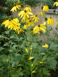 Cutleaf Coneflower (Rudbeckia laciniata)