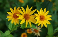 Smooth Oxeye ( Heliopsis helianthoides)