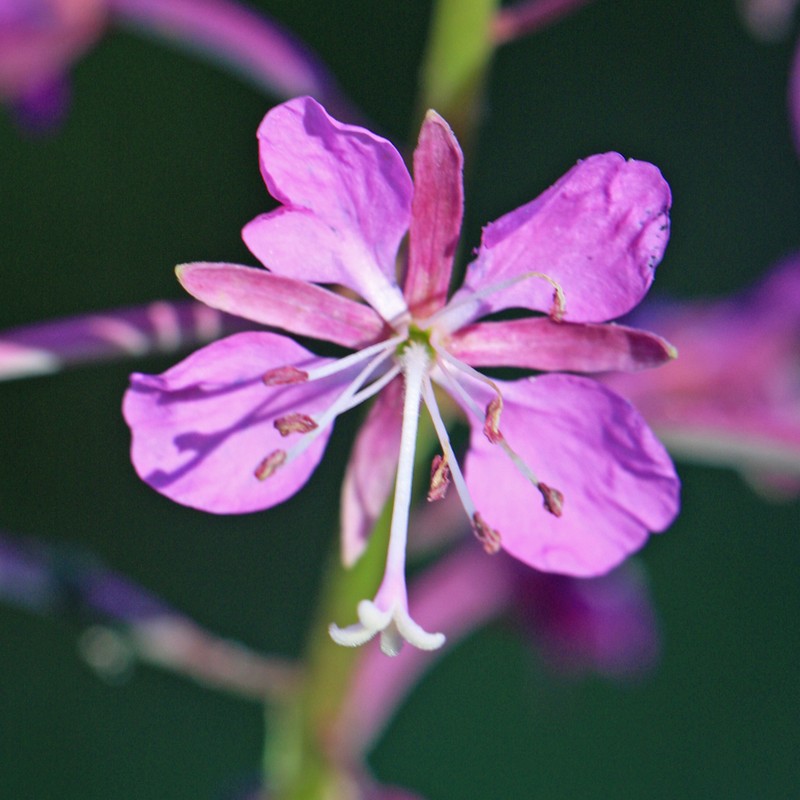 Fireweed (Epilobium angustifolium)