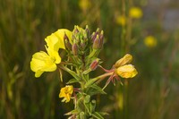 Evening Primrose (Oenothera biennis)