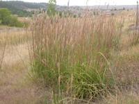 Big Bluestem (Andropogon gerardii)