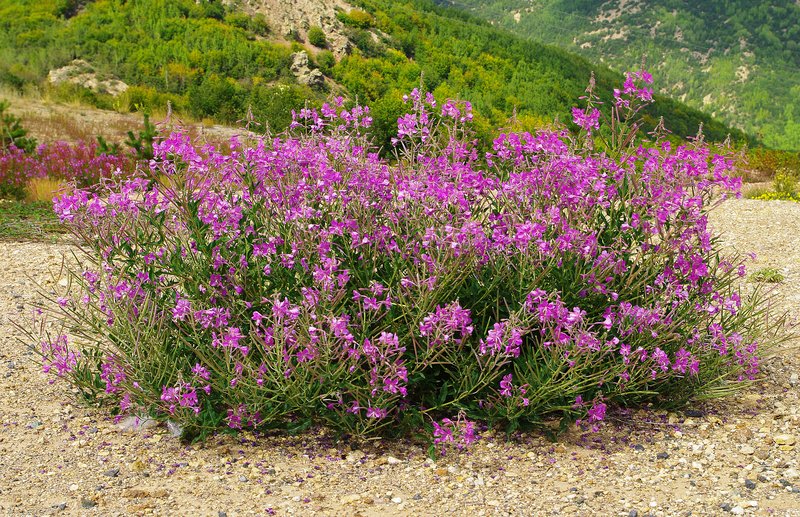 Fireweed (Epilobium angustifolium)