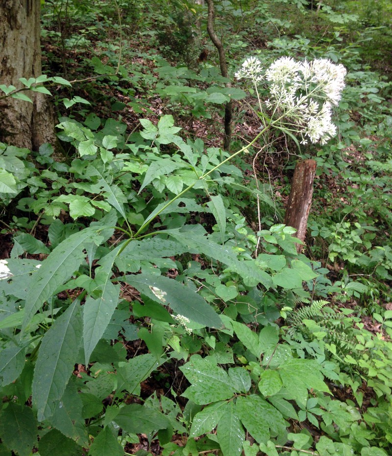 Sweet Joe-Pye Weed (Eutrochium purpureum)