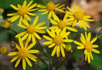 Golden Ragwort (Packera aurea)