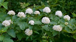 Common Ninebark (Physocarpus opulifolius)