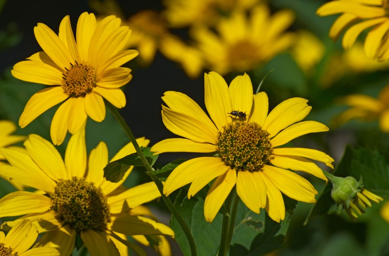Smooth Oxeye ( Heliopsis helianthoides)