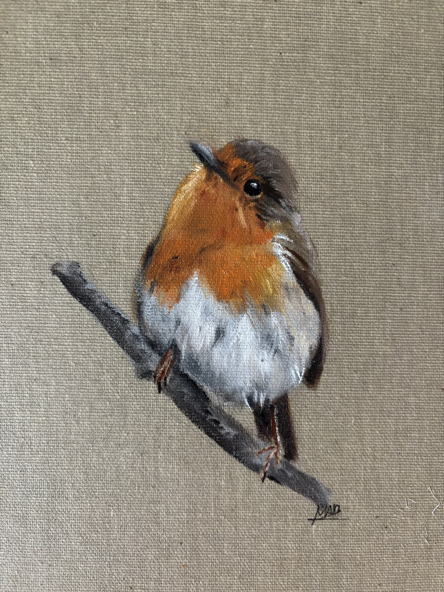 Rouge-gorge intrigué 