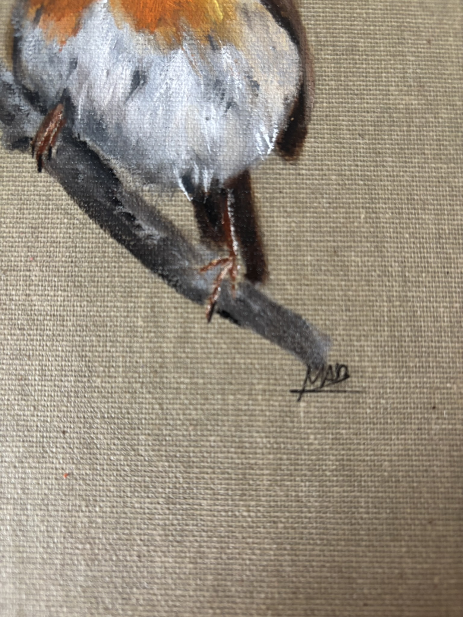 Rouge-gorge intrigué 